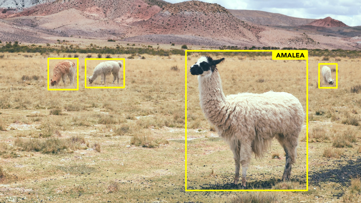 Im Fokus steht ein Lama, gelb umrahmt
